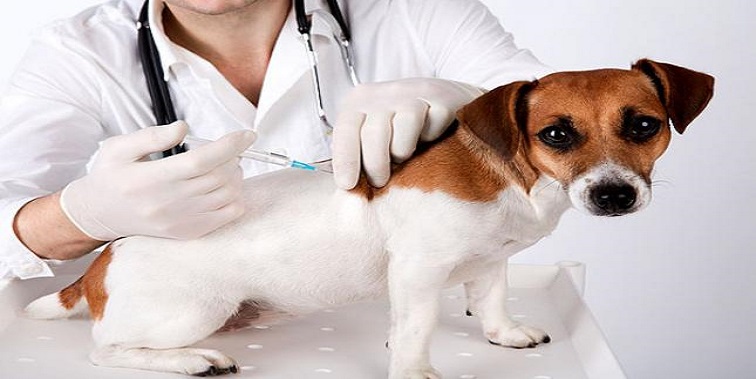 Vacinação em animais