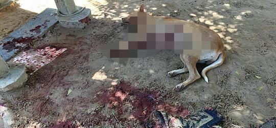 Cadela é morta a facadas em Parnaíba