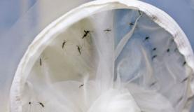 O governo federal repassa mais de R$ 30 milhões para combate ao mosquito Aedes aegypti