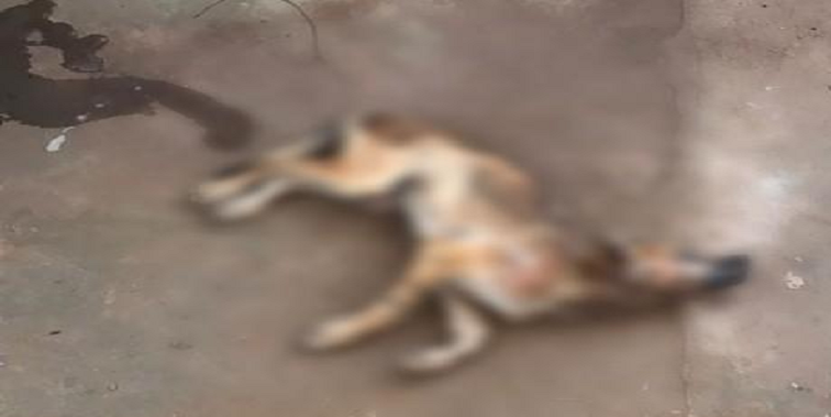 Cães encontrados mortos em Piripiri