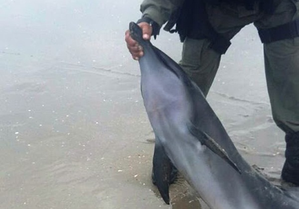 Golfinho encontrado morto na praia do Arrombado