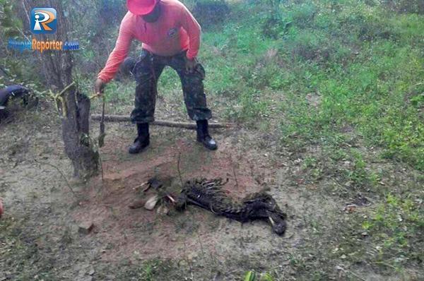 Cão é encontrado morto e amarrado em árvore