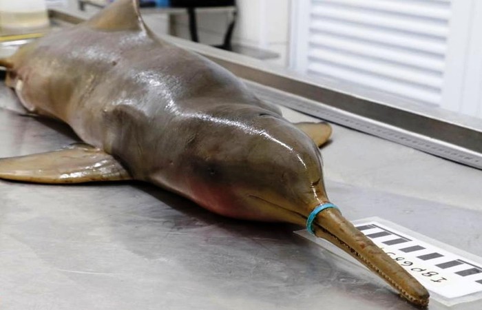 Golfinho em extinção morre de fome