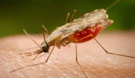 Mosquito Anopheles, transmissor da malária