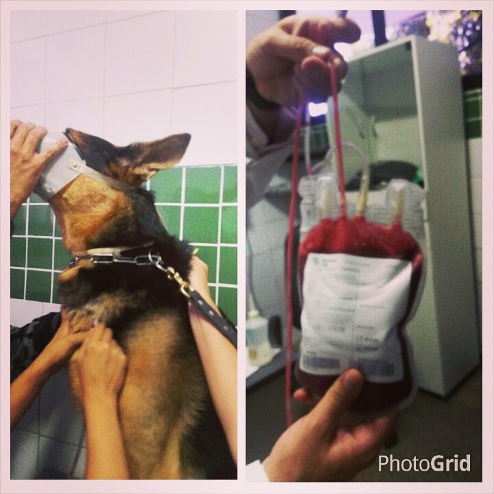 O cão chegou a receber bolsa de sangue, mas não resistiu