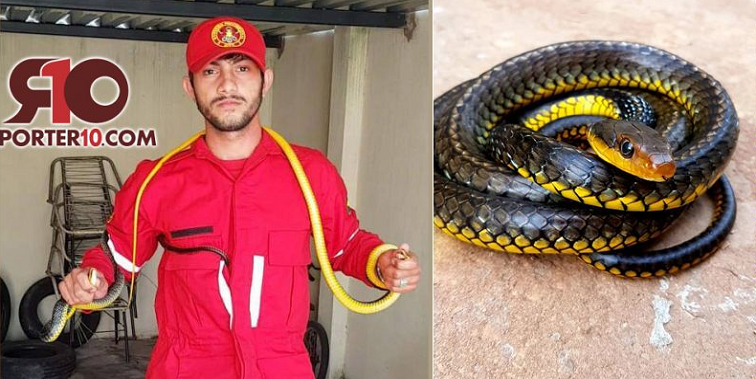 Duas cobras Caninana são encontradas em residência