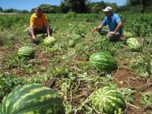 Pnatio de melancia: quilo da fruta está custando R$ 0,50 na Ceapi