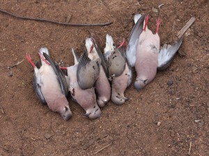 Aves abatidas: caça ameaça acabar com avoantes no semiárido do Piauí