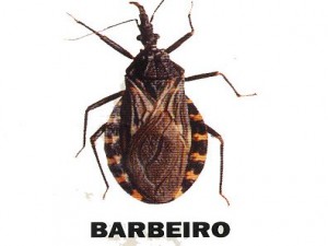 Barbeiro transmite a Doença de Chagas