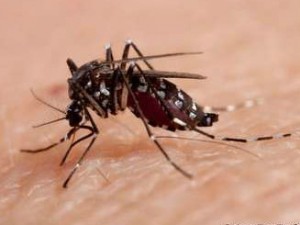 O Aedes aegypti transmite dengue e chikungunya, também pode transmitir o vírus da zika