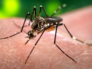 O Aedes aegypti transmite dengue e chikungunya, também pode transmitir o vírus da zika