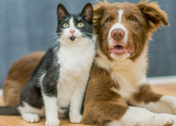 Páscoa consciente: veterinária orienta sobre não dar chocolate para cães e gatos
