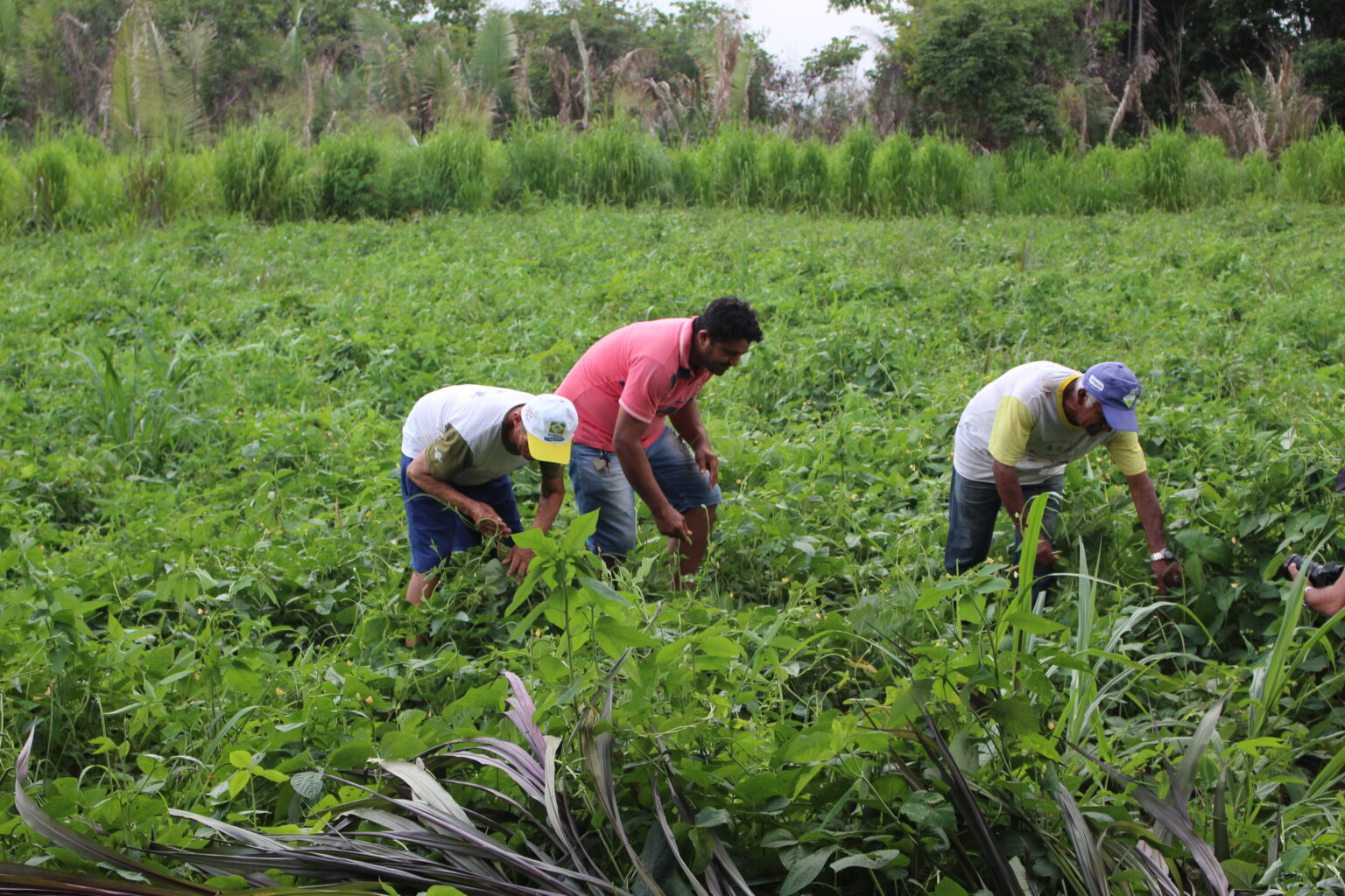 Governador Lança programas de apoio à agricultura familiar Economia