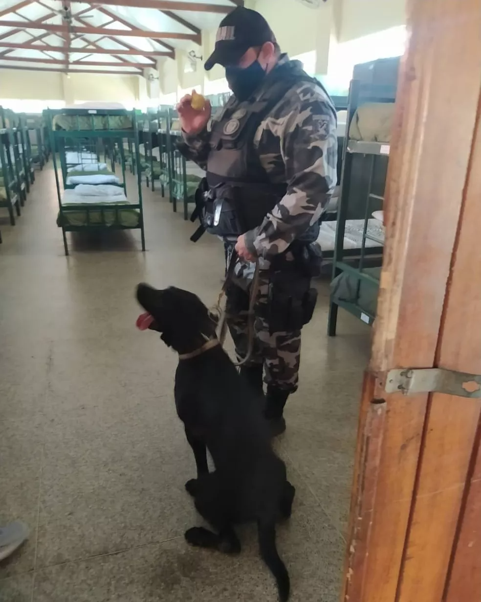 Cão farejador da Polícia Militar morre vítima de doença transmitida por carrapato — Foto: Polícia Militar do Piauí