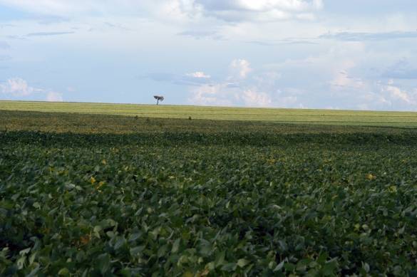 Cerrado do Piauí