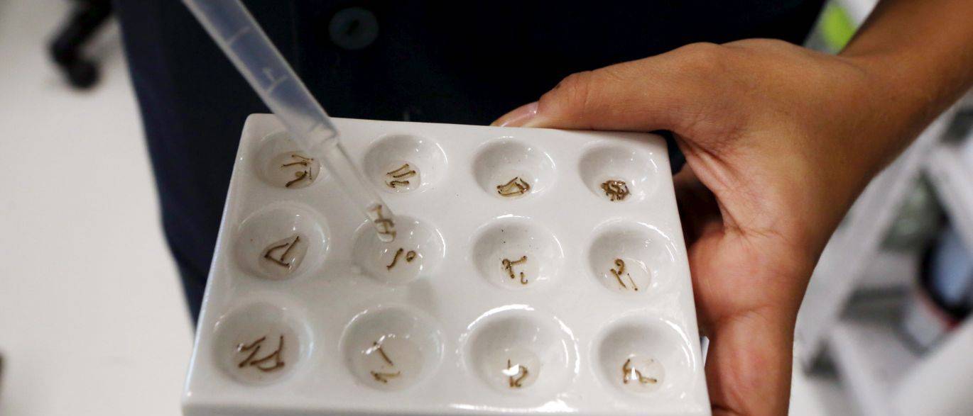 Larvas do mosquito da dengue