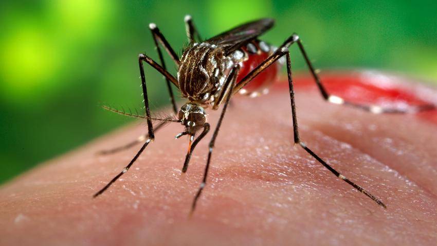 Mosquito Aedes aegypti
