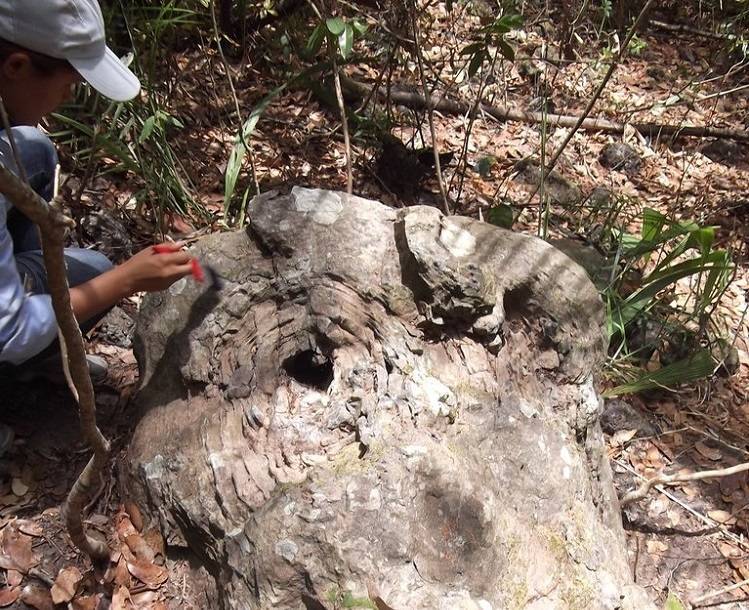 Cientistas investigam registros fósseis em Altos