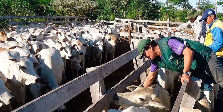 Vacinação do rebanho bovino