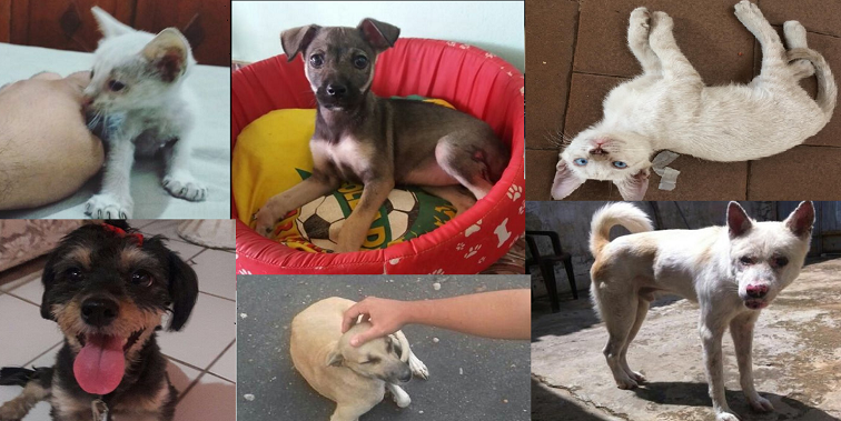 Animais resgatados