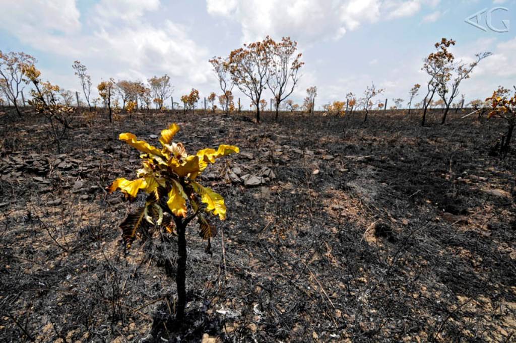 Dia Mundial da Água: Cerrado pode perder quase 34% da água até 2050