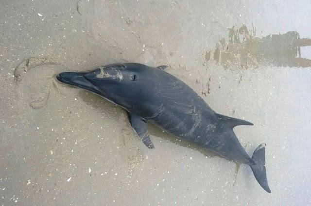 Golfinho encontrado morto na praia do Arrombado