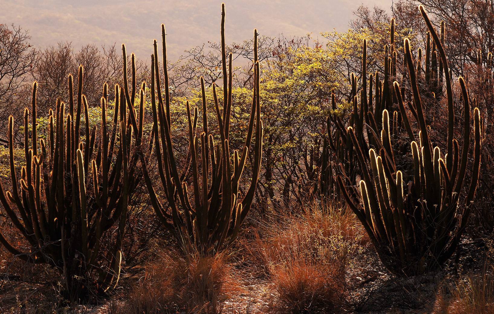 Caatinga é um bioma ameaçado