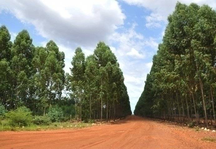 O Piauí já tem o Programa Ativo Verde