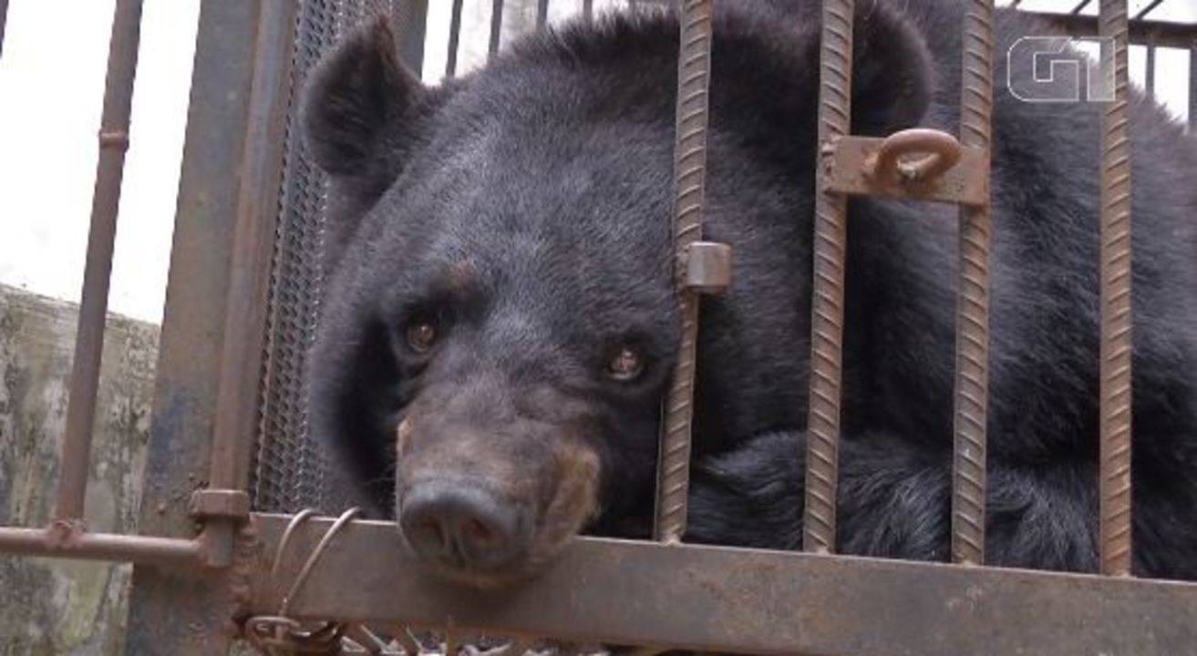 Urso