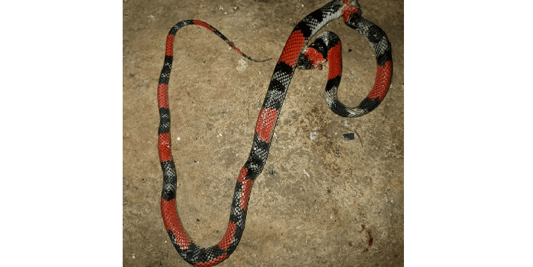 Cobra encontrada no apartamento