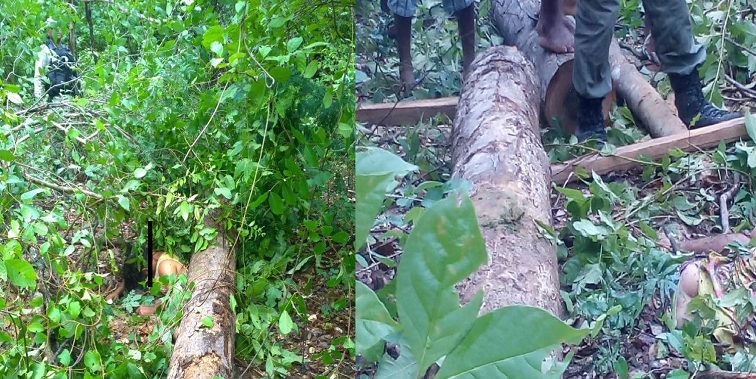 Trabalhador morre ao ser atingido pelo tronco da árvore que cortava