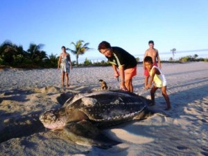 Tartaruga gigante é flagrada desovando em Barra Grande