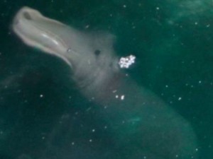 Animal misterioso foi visto somente em algumas fotos