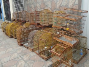 Apreensão de pássaros e animais silvestres em cativeiros.