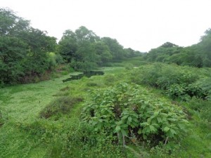 Rio Piauí agoniza e as autoridades nada fazem para salvá-lo