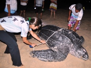Animal foi medido por biólogos de Parnaíba