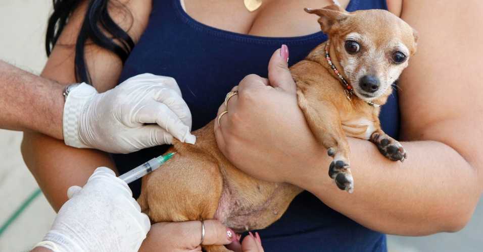 Vacinação de cães e gatos contra a raiva
