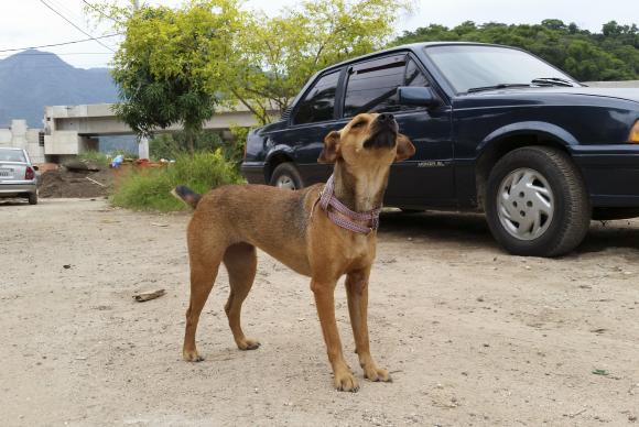 Para evitar que haja animais abandonados é preciso investir no controle populacional