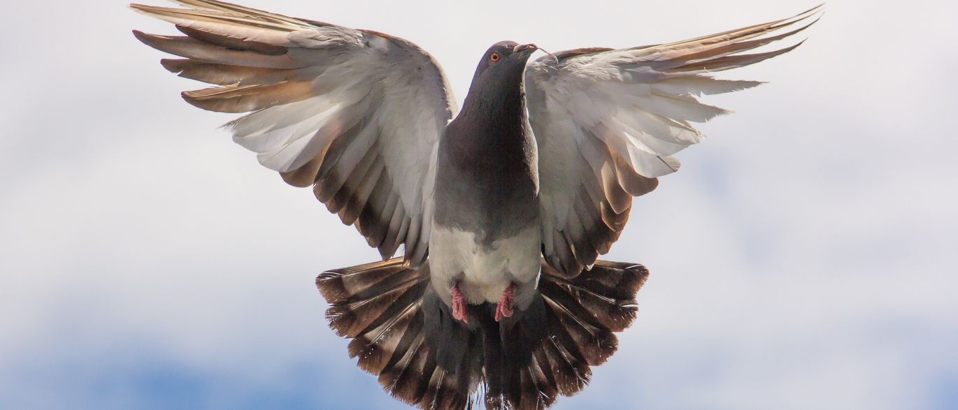 Pombo