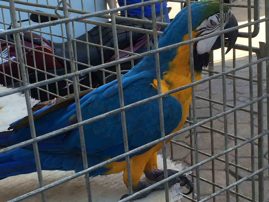 Arara