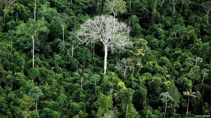 Já forma catalogadas 12 mil espécies de árvores na Amazônia