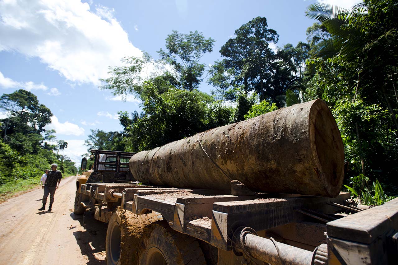 Flagrande da retirada de madeira sem autorização da área da Reserva Extrativista Guariba-Roosevelt