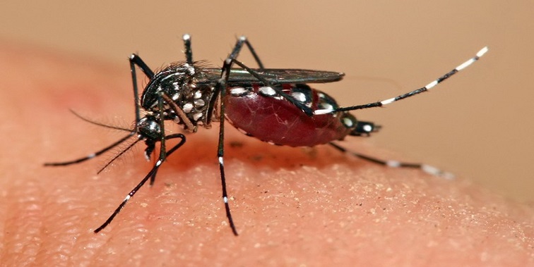 Mosquito da dengue é causador de três doenças