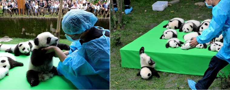 Pandas nasceram na Base de Pesquisa de Reprodução de Chengdu, na China
