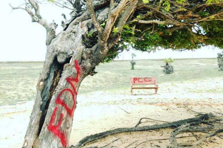 Árvore pichada no litoral piauiense