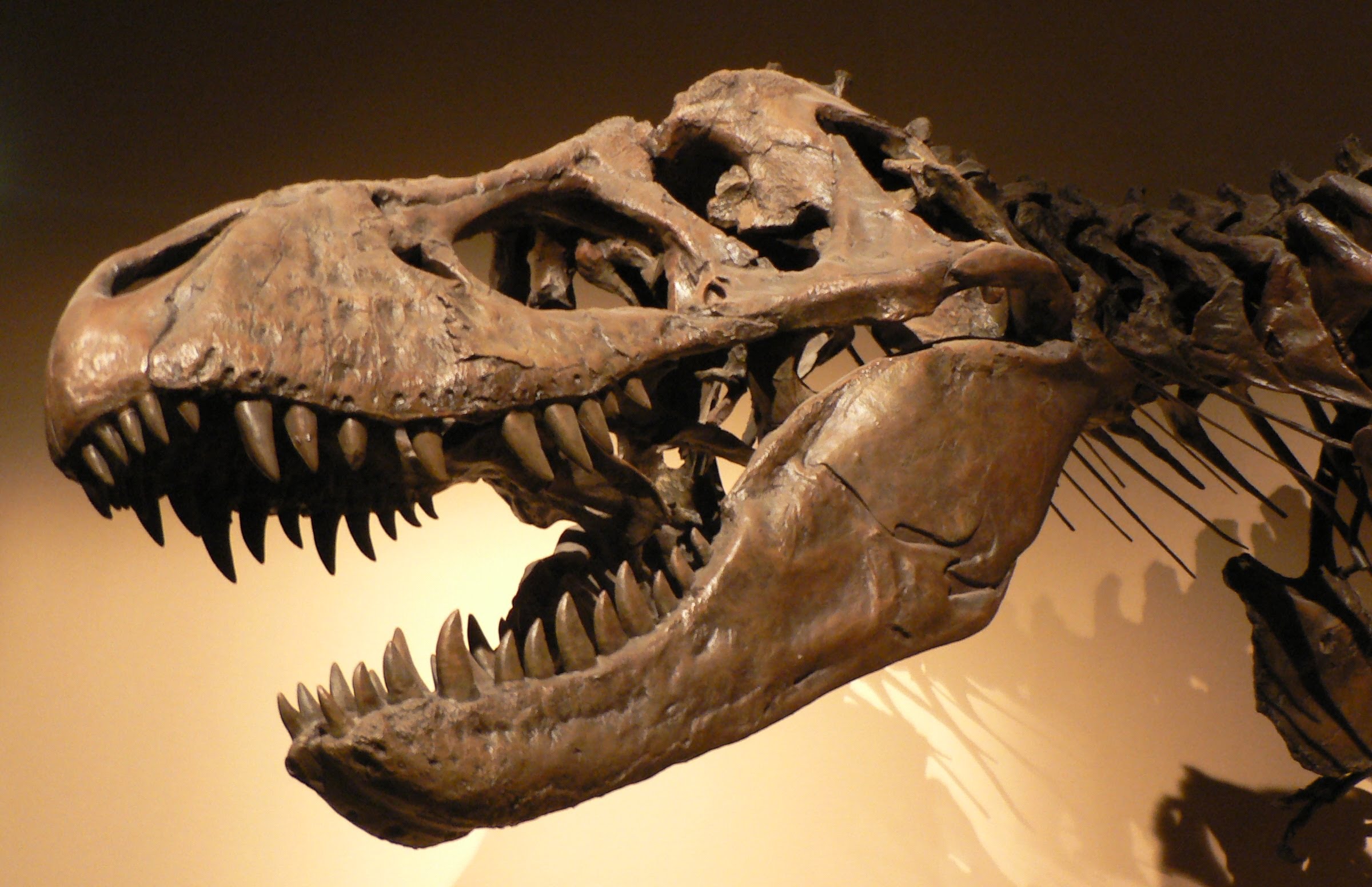 Novo estudo mostra como eram lábios e dentes do Tiranossauro Rex