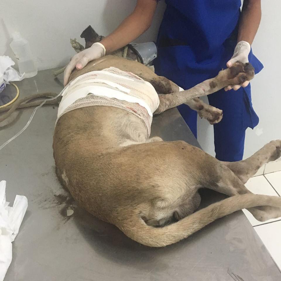 O cão Bento está recebendo o devido tratamento após ter recebido uma facada