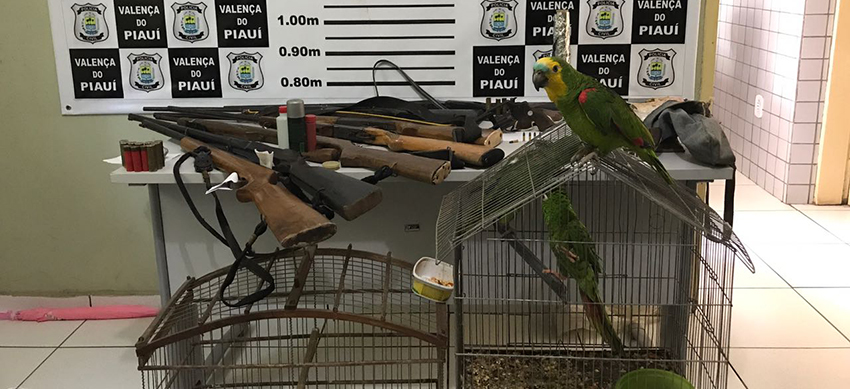 Armas e pássaro apreendidos