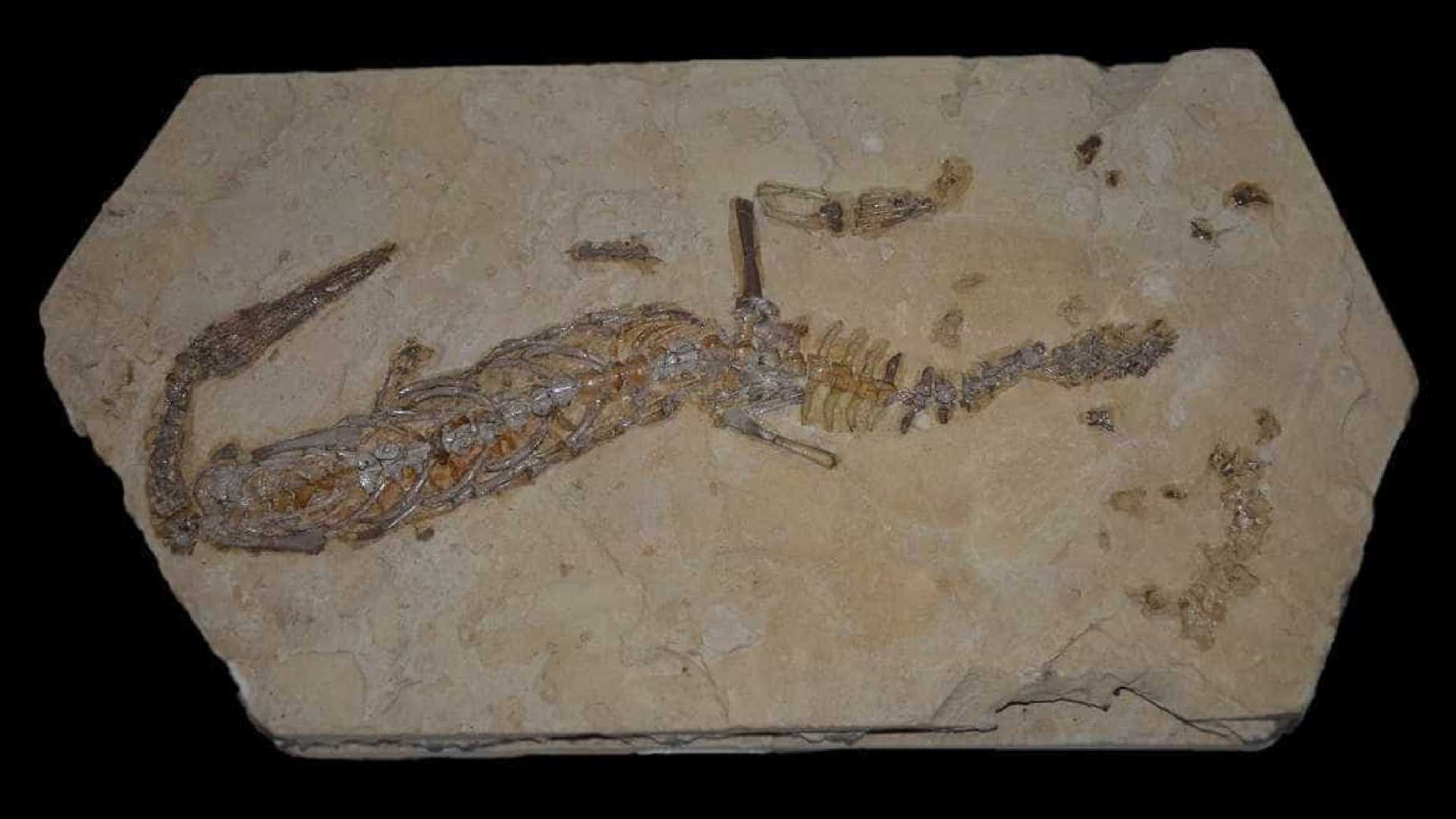 Fóssil de Mesossauro