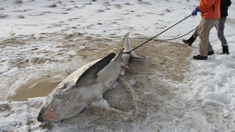 Tubarões morrem congelados nos EUA